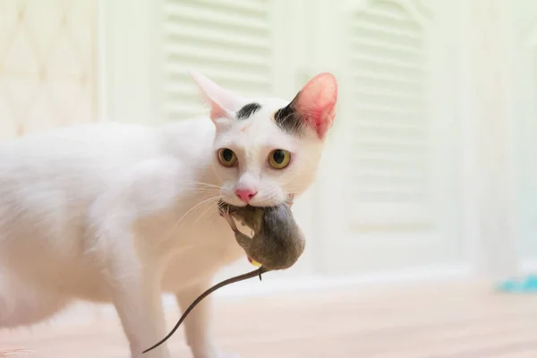 家猫牵着小啮齿动物在屋里 白猫牵着老鼠 — 图库照片