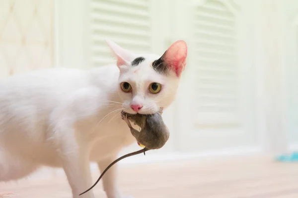 Tamkatt Som Bär Liten Gnagare Råtta Huset Vit Katt Som — Stockfoto