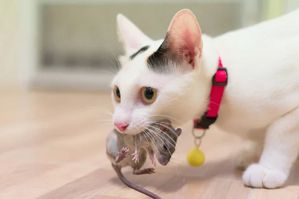 Gato Doméstico Transportando Pequeno Rato Roedor Casa Gato Branco Pegando — Fotografia de Stock