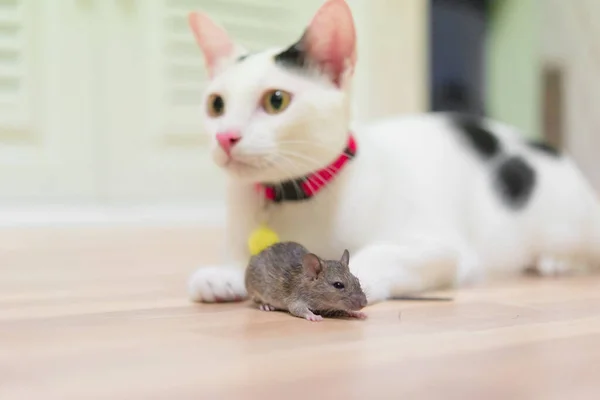 Huiskat Met Kleine Knaagdier Rat Huis Witte Kat Met Een — Stockfoto