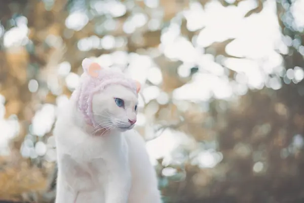 帽子をかぶっている白い猫の肖像画 動物のファッションコンセプト — ストック写真