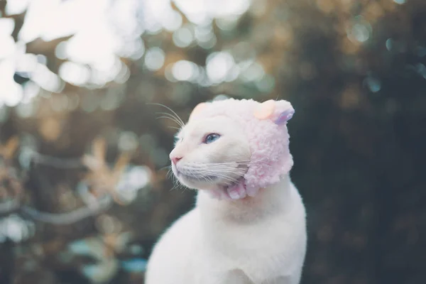 Portrait White Cat Wearing Hat Animal Fashion Concept — Stock Photo, Image