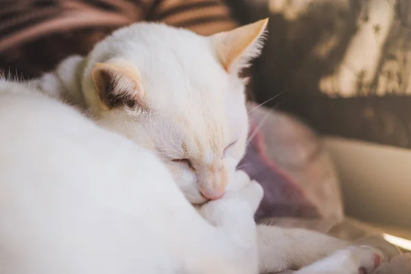 Vita Katter Soffan Nära Fönstret Med Morgonljus Katt Tittar Genom — Stockfoto