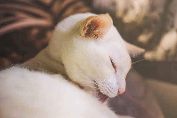 Gatos Brancos Sofá Perto Janela Com Luz Manhã Gato Olhando — Fotografia de Stock