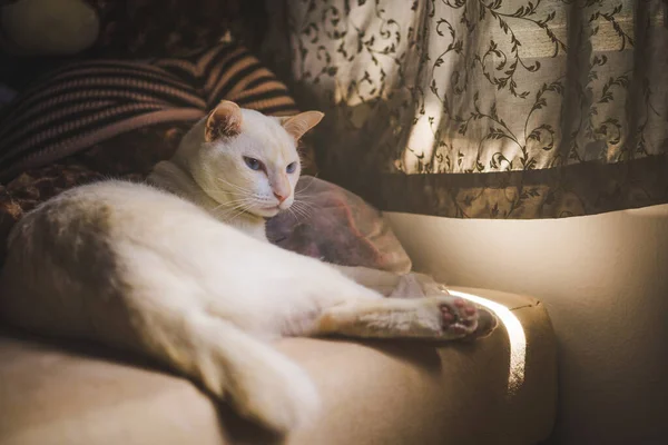 Weiße Katzen Auf Der Couch Fenster Mit Morgenlicht Katze Schaut — Stockfoto