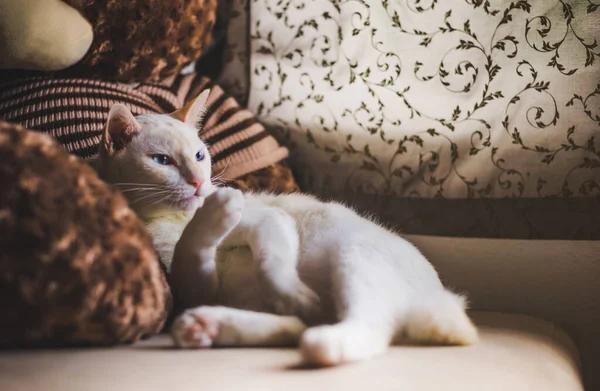 Λευκές Γάτες Στον Καναπέ Κοντά Στο Παράθυρο Πρωινό Φως Γάτα — Φωτογραφία Αρχείου