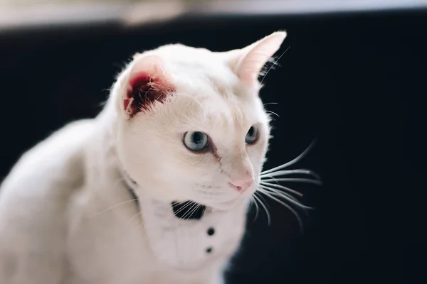 Πορτρέτο Του Tuxedo White Cat Φορώντας Κοστούμι Ζώων Μόδας Concep — Φωτογραφία Αρχείου
