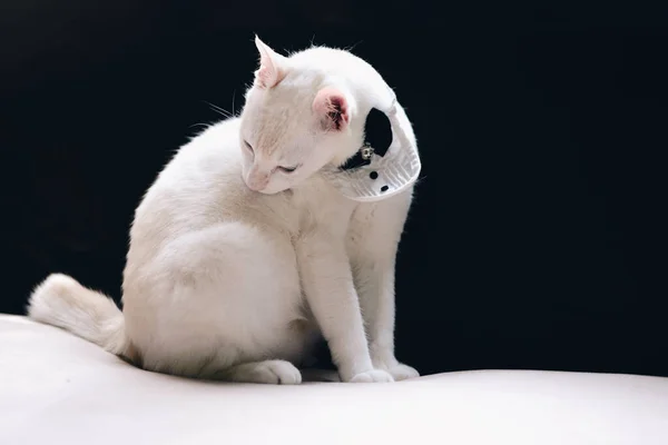 Portrait of Tuxedo White Cat wearing suit,animal  fashion concep