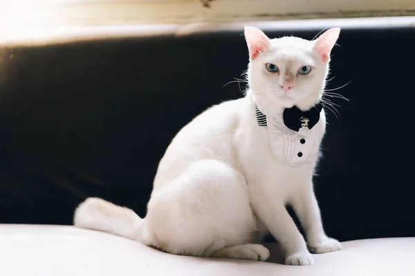Πορτρέτο Του Tuxedo White Cat Φορώντας Κοστούμι Ζώων Μόδας Concep — Φωτογραφία Αρχείου