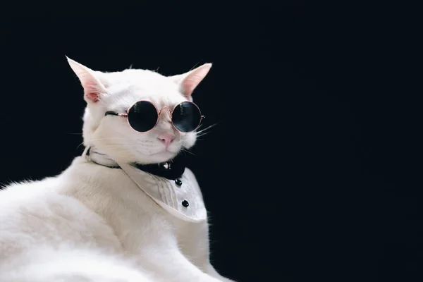 Portrait Tecido White Cat Portant Lunettes Soleil Costume Concept Mode — Photo