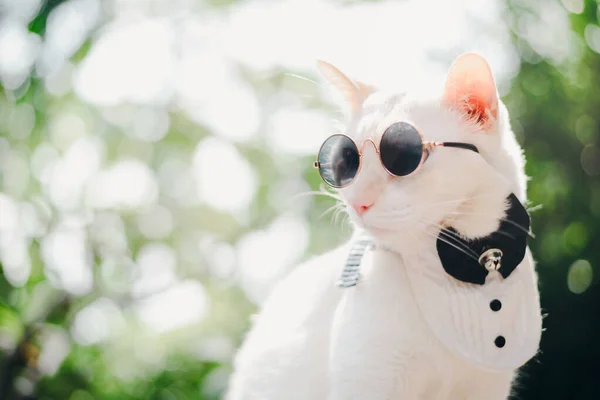 Retrato Tuxedo White Cat Usando Óculos Sol Terno Conceito Moda — Fotografia de Stock