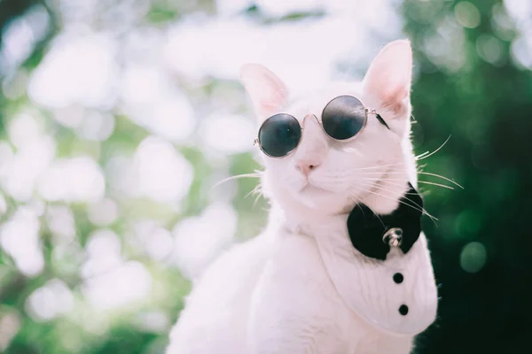 Πορτρέτο Του Tuxedo White Cat Φορώντας Γυαλιά Ηλίου Και Κοστούμι — Φωτογραφία Αρχείου