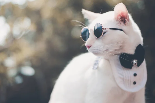 Retrato Tuxedo White Cat Usando Óculos Sol Terno Conceito Moda — Fotografia de Stock