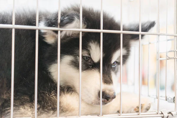 Cucciolo Una Gabbia Vendita Nel Mercato Degli Animali Domestici Persone — Foto Stock