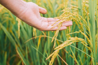 Tarım, çeltik tarlasında taze bir pirince nazikçe dokunmak, sıcak güneş ışığıyla pilavı tutmak.
