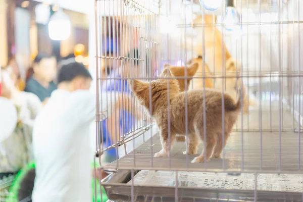 Puppy in a cage for selling in the pet market,People buying pets