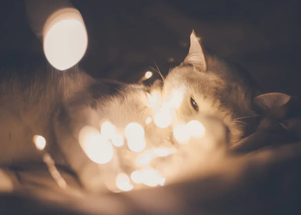 Weiße Katze Liegt Der Kette Lichterglanz Weihnachtliche Hintergründe — Stockfoto
