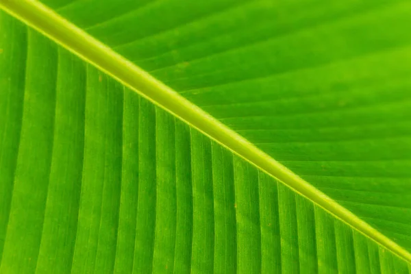 Textur Hintergrund Der Hintergrundbeleuchtung Frisches Grünes Blatt Bananenblätter Abstrakte Gestreifte — Stockfoto