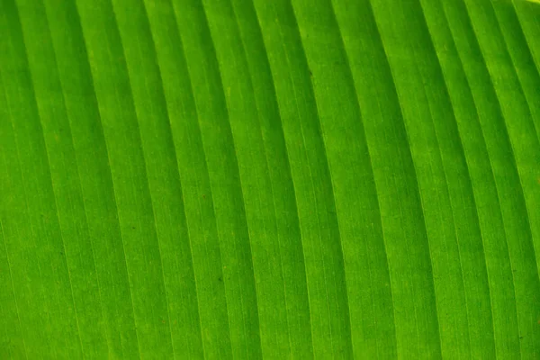 Textur Hintergrund Der Hintergrundbeleuchtung Frisches Grünes Blatt Bananenblätter Abstrakte Gestreifte — Stockfoto