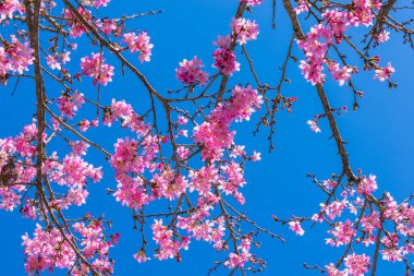 Bahar çiçekleri açarken dalda pembe çiçekler açar.