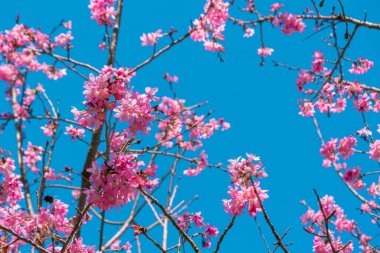 Bahar çiçekleri açarken dalda pembe çiçekler açar.