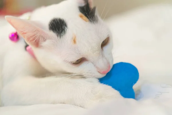 Lindo Gato Blanco Acostado Cama Mascota Esponjosa Está Mirando Con — Foto de Stock