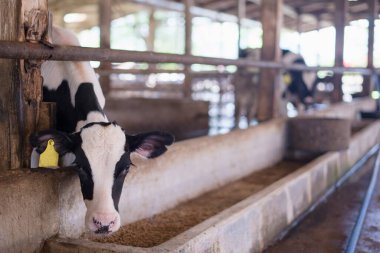 Çiftlikte buzağı. Ahırda buzağılar saman yiyor ve süt içiyor..