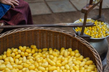 İpek böceği kozaları ve ipekten iplik yapıyorlar. Geleneksel ipek üretimi.