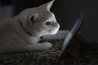 Yatağın üzerindeki kedi gece vakti internetteki bir tablette videoya bakıyor..