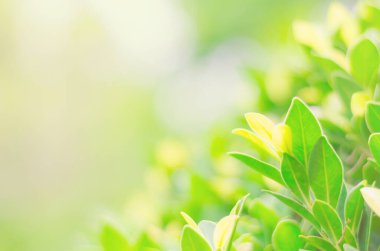 Doğal yeşil yapraklar arka plan, bokeh etkisi, soyut mevsimsel arka plan