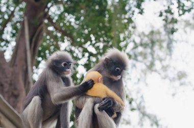 Anne Langur ve bebeği.