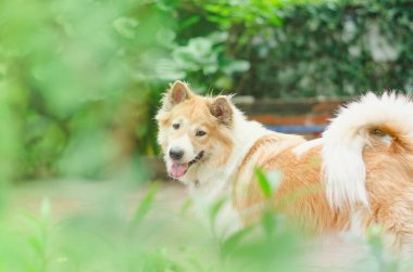 Tay çakışan köpeği, kurt ve köpek karışımı, vahşi ve eğlenceli alışkanlıklar..