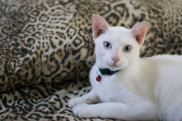Πορτρέτο Της Λευκής Γάτας Όμορφη Λευκή Γάτα Χαλαρώνει Στο Πάτωμα — Φωτογραφία Αρχείου