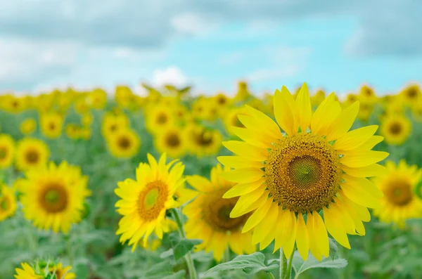 Girasol Jardín Campo Girasol —  Fotos de Stock