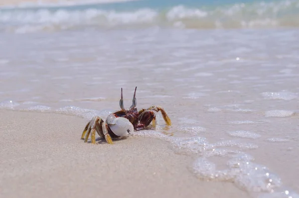 Krabbe Strand Sommer Meer — Stockfoto