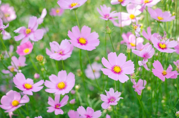 Rosa Branco Cosmos Flores Jardim — Fotografia de Stock