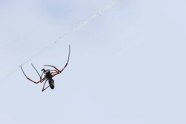 蜘蛛在网上 蜘蛛旋转蜘蛛网 — 图库照片