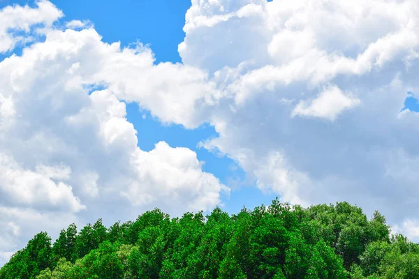 Kilátás Fára Kék Eggel Mangrove Erdő Égre Néző Gyönyörű Felhők — Stock Fotó