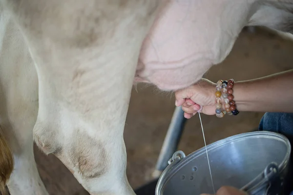 Milking cow.Worker milks cows at farm.