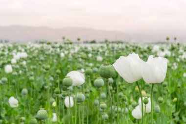 Afyon haşhaşı. Papaver somniferum 'a yaklaş, afyon haşhaş ekimi.