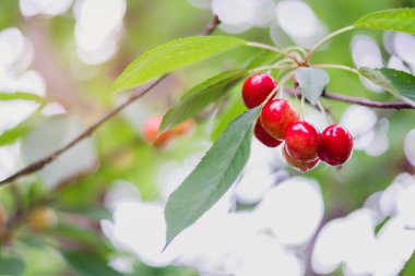 Hasattan hemen önce dalda kırmızı ve tatlı kirazlar