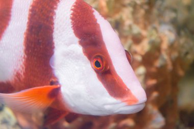 Kırmızı levrek, İmparator Bream (Lutjanus sebae)