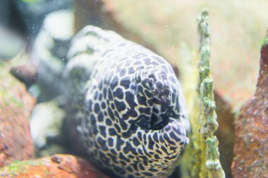 Düzeltilmiş Morey, Gymnothorax retikülaris