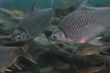 Altın Göbekli Barb Balığı, Puntius Daruphani,