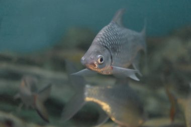 Altın Göbekli Barb Balığı, Puntius Daruphani,