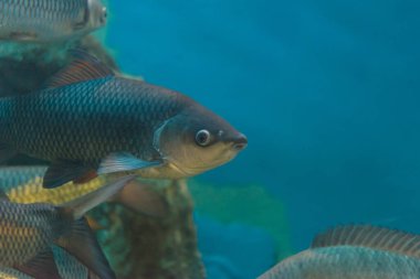 Balık: Mahseer Barb (Neolissochilus stracheyi)