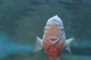 Suda papağan balığı, Amphilophus citrinellum x Vieja synspila