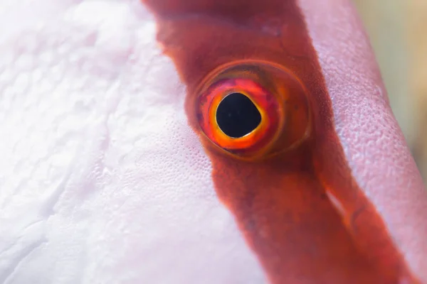 Red Snapper Emperor Bream Lutjanus Sebae — Stock Photo, Image