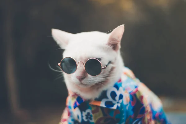 Portrait Hipster White Cat Wearing Sunglasses Shirt Animal Fashion Concept — Stock Photo, Image