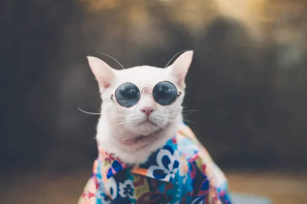 Portret Van Hipster White Cat Met Zonnebril Shirt Dierenmodeconcept — Stockfoto